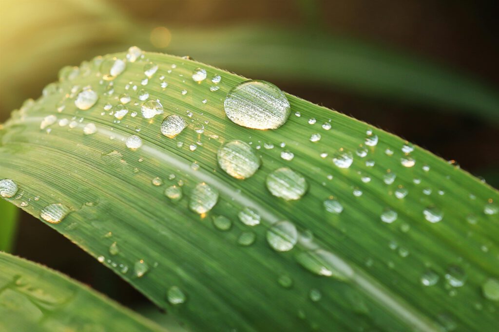 pexels-photo-347925-347925 Macro shot of dew droplets on a green leaf, showcasing freshness and nature's beauty.